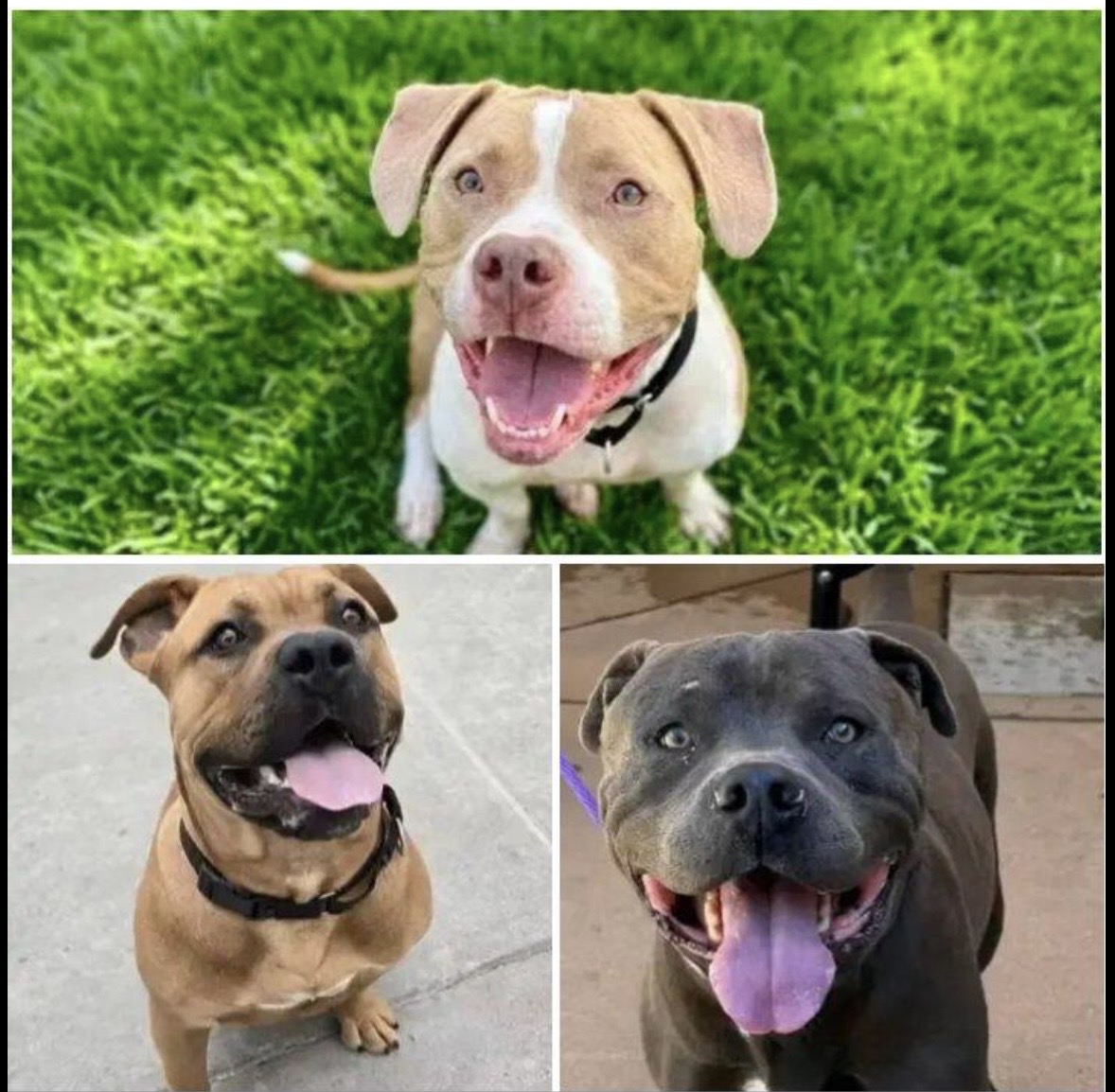 Photo collage shared in memory of Ace, Booyah, and Raphael