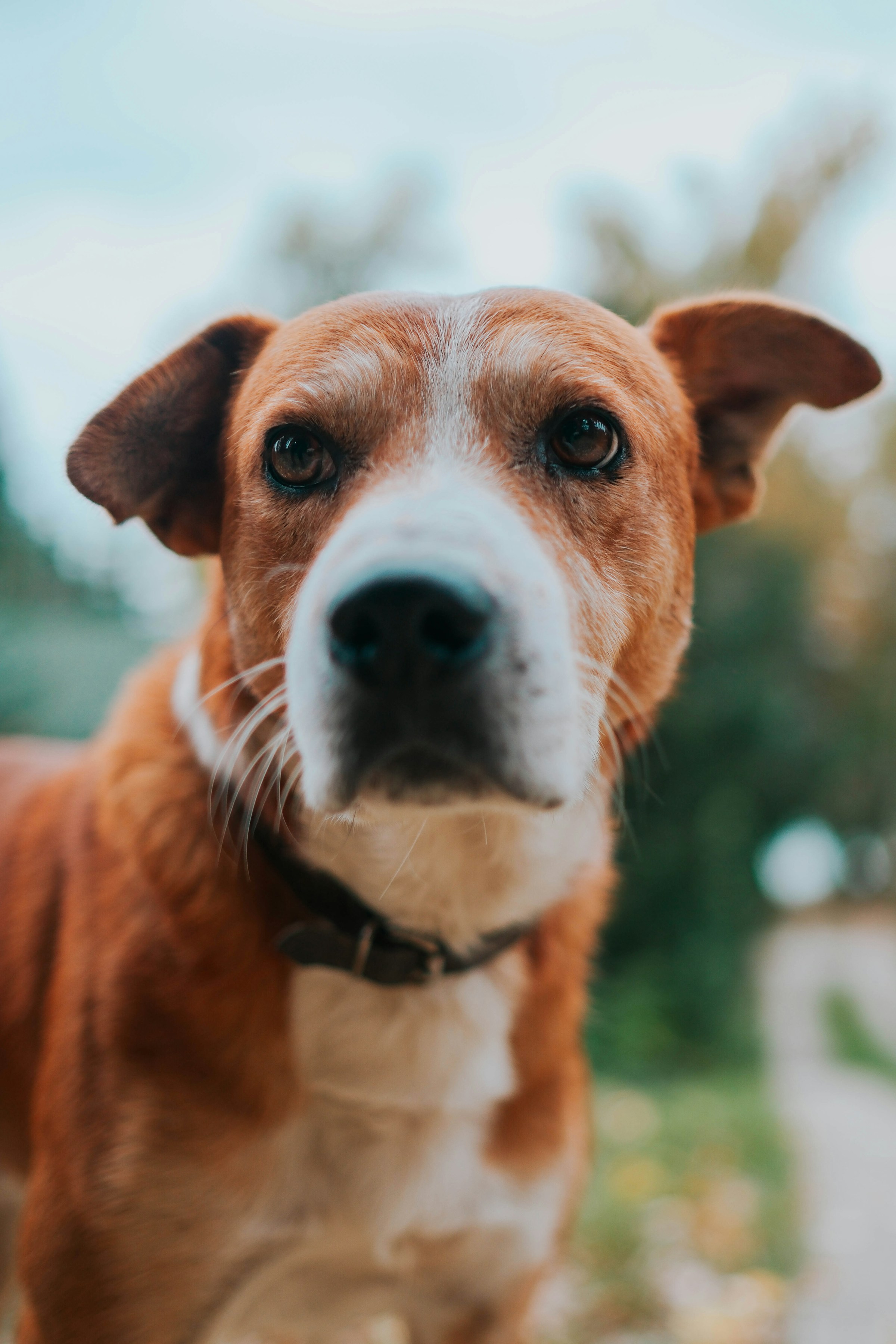 A dog looking directly at the camera in a garden
